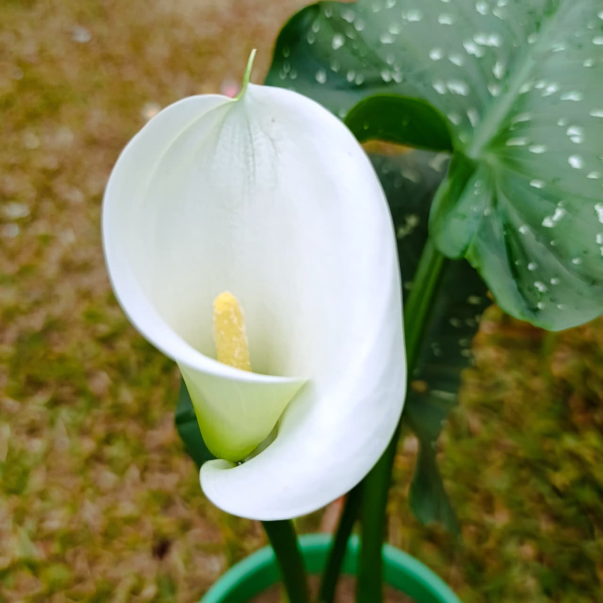 Full calla lily plant in black pot at nursery