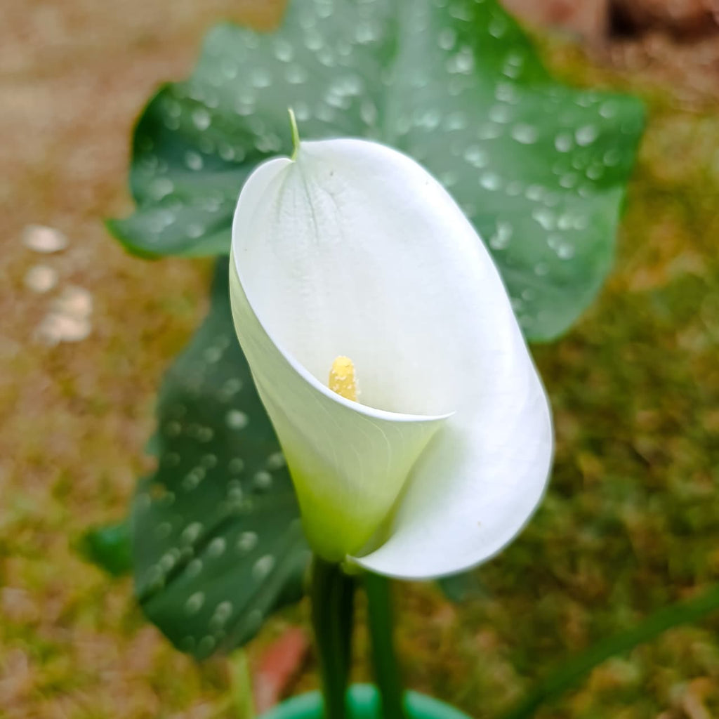 White calla lily bloom against green leaves