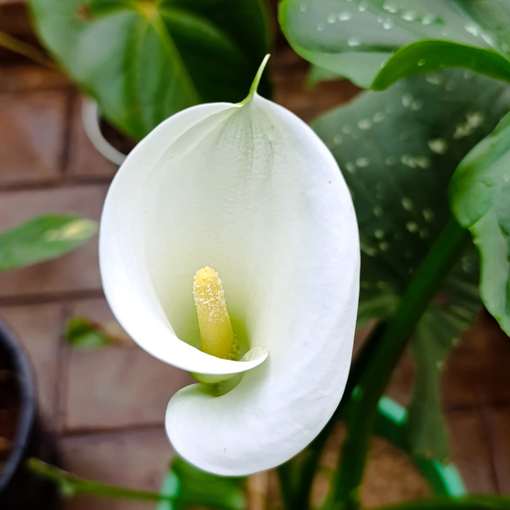 Close-up of white-spotted calla lily leaf