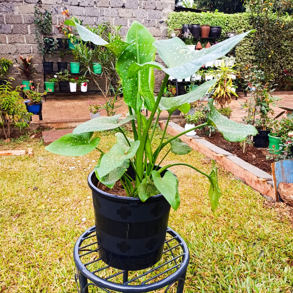 White calla lily flower among spotted leaves