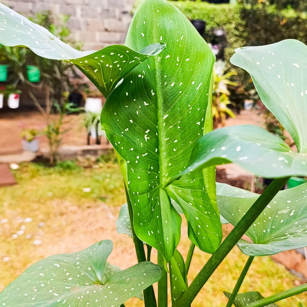 White calla lily bloom with pale yellow spadix