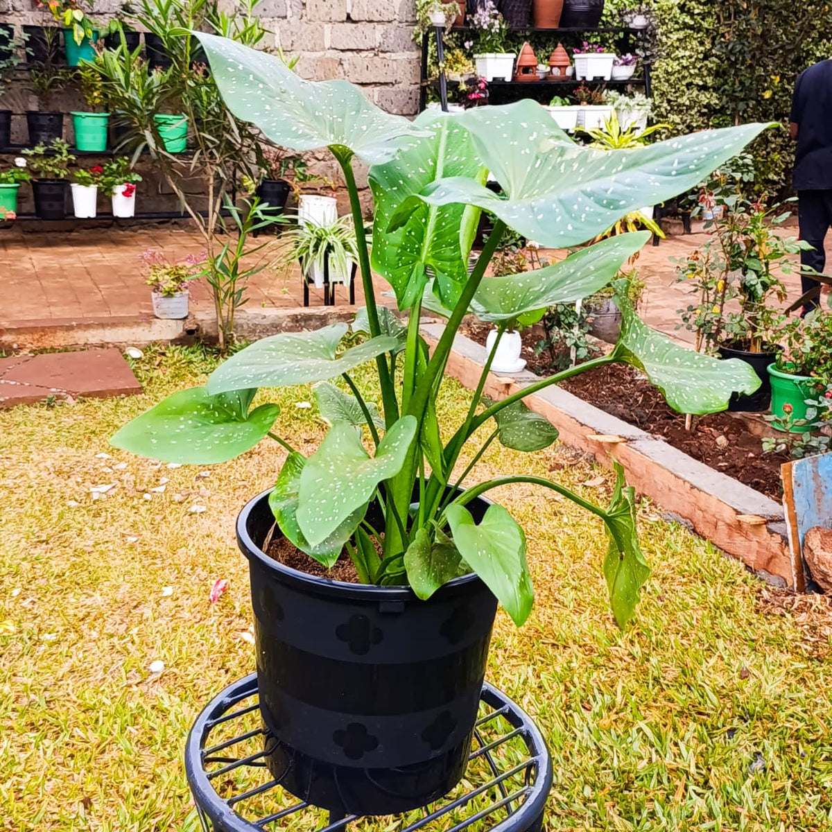 Side view of calla lily foliage in black nursery pot