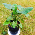 Potted calla lily with spotted leaves at Jowaki Gardens