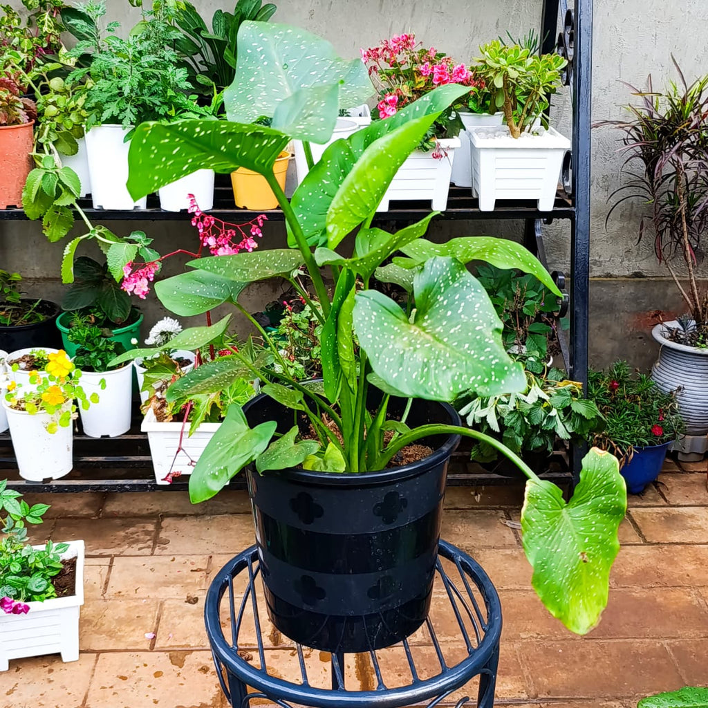 Calla lily with white-speckled green leaves in black nursery pot