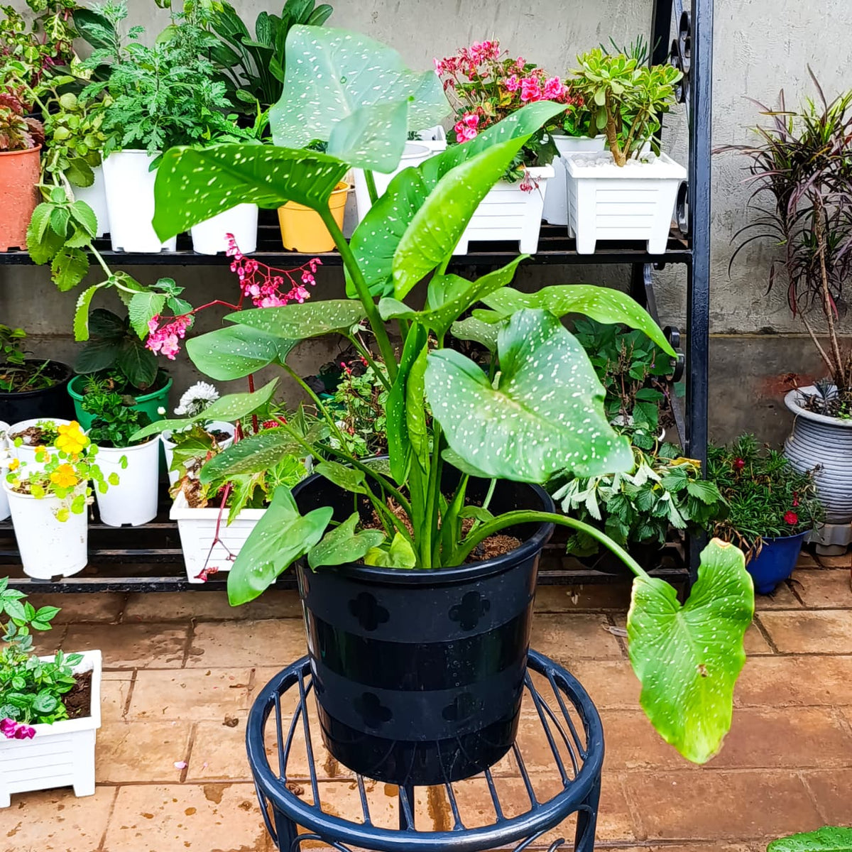 Calla lily with white-speckled green leaves in black nursery pot