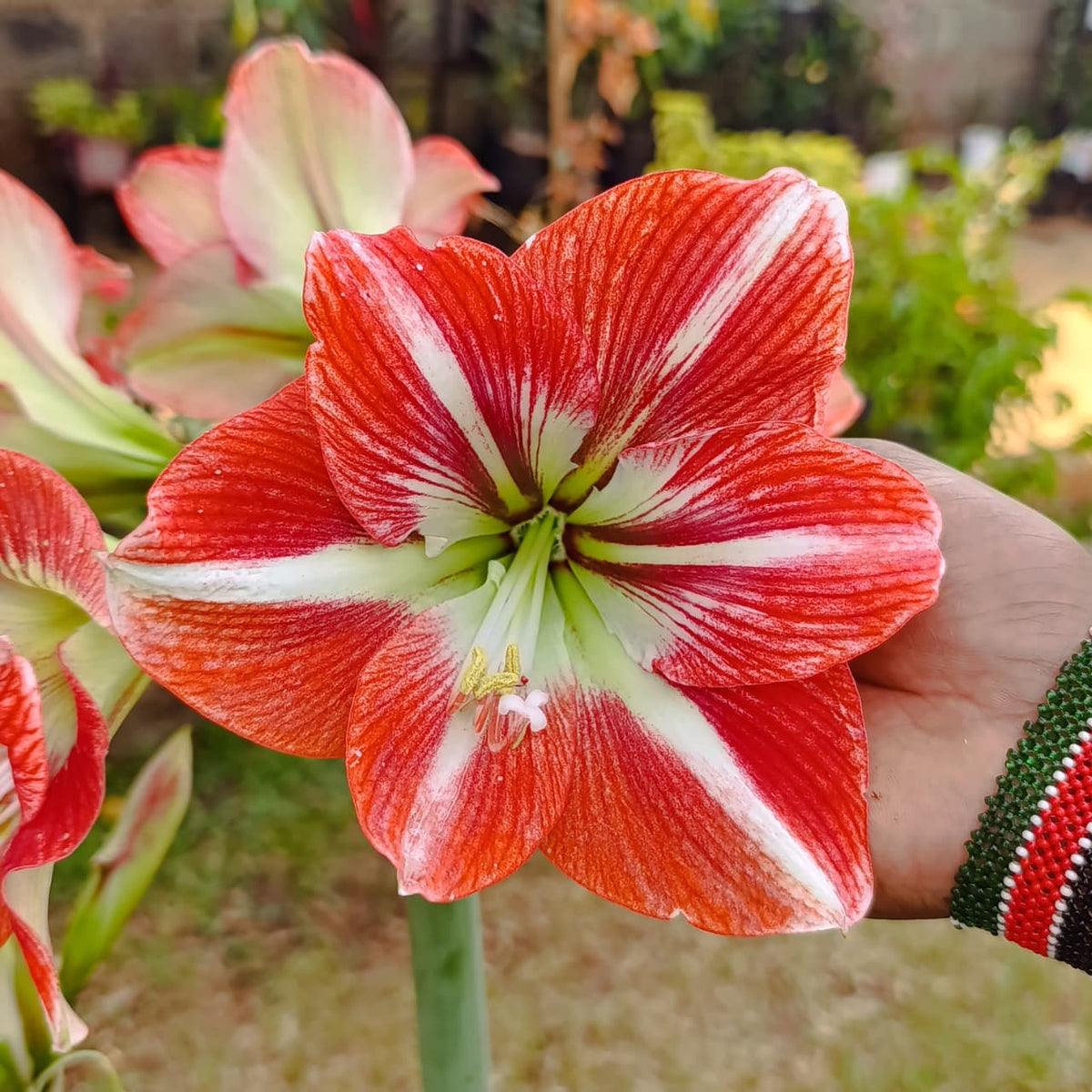 Detailed view of an Amaryllis bloom