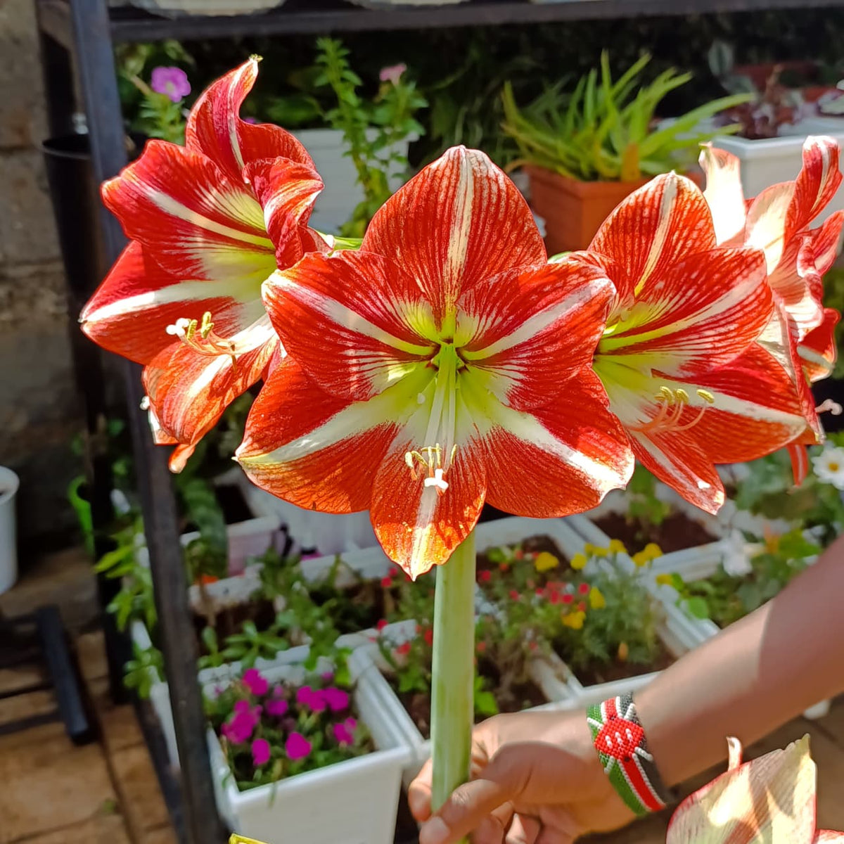 Cluster of red-and-white Amaryllis flowers