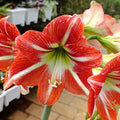 Close-up of red-and-white striped Amaryllis flower