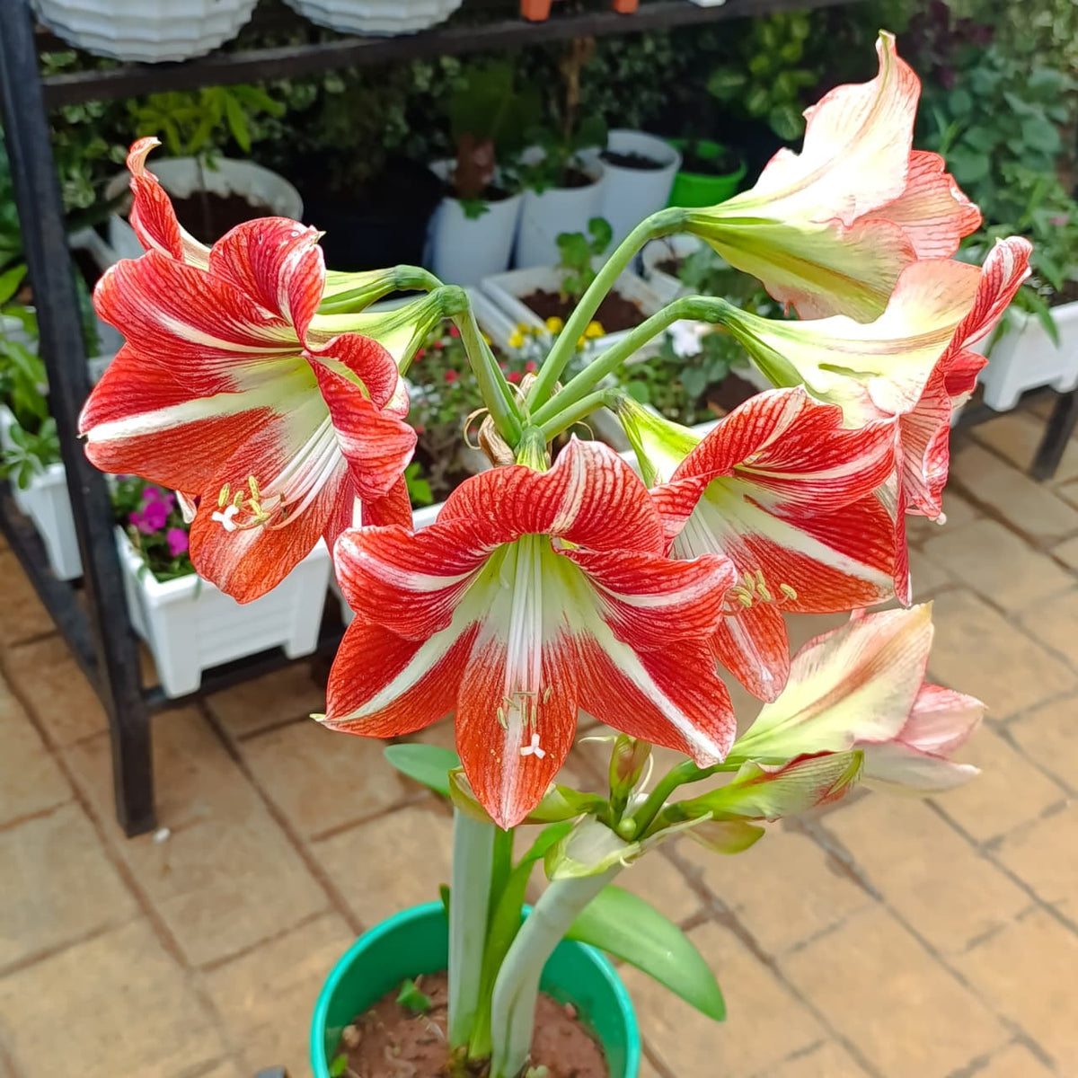 Amaryllis flower cluster at Jowaki Gardens nursery