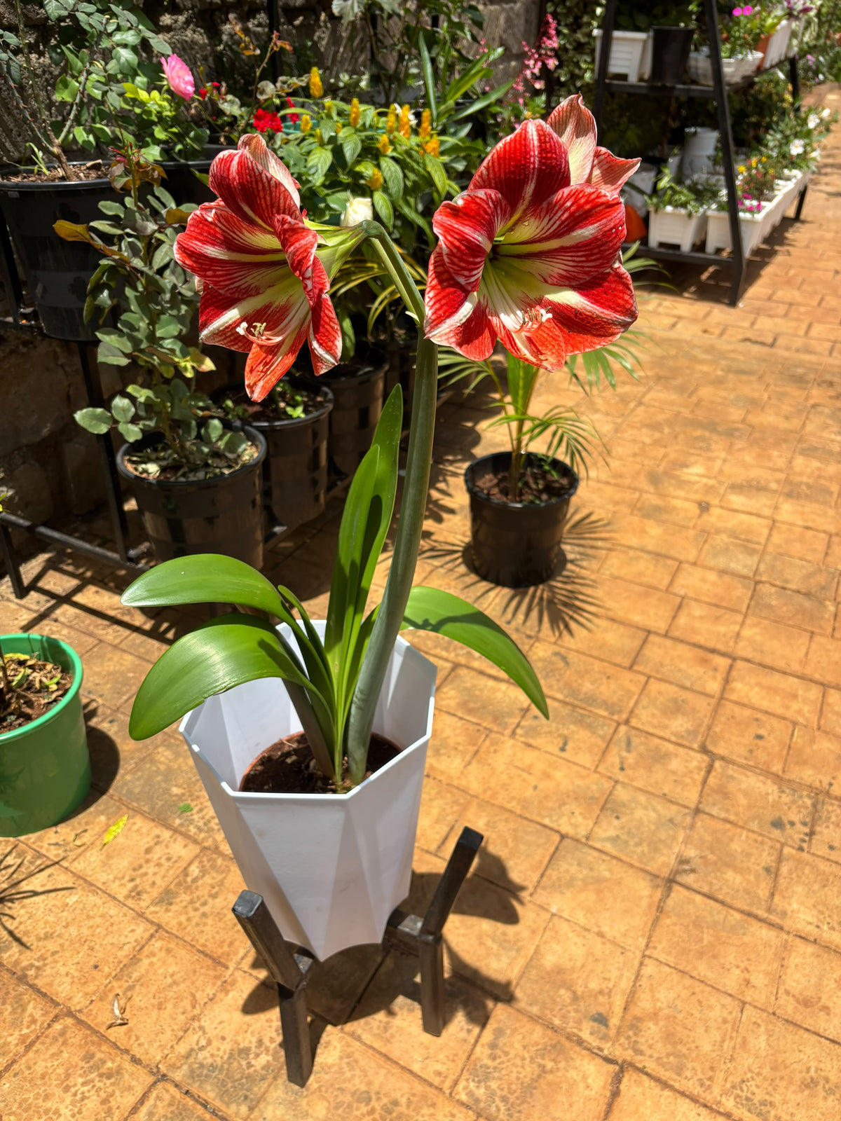 Amaryllis plant and black metallic stand viewed from above
