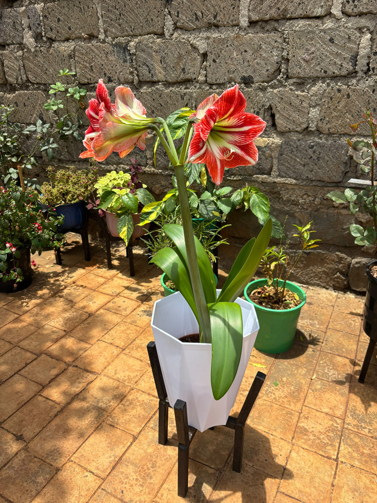 Side view of Amaryllis flowers, leaves, white planter and black stand