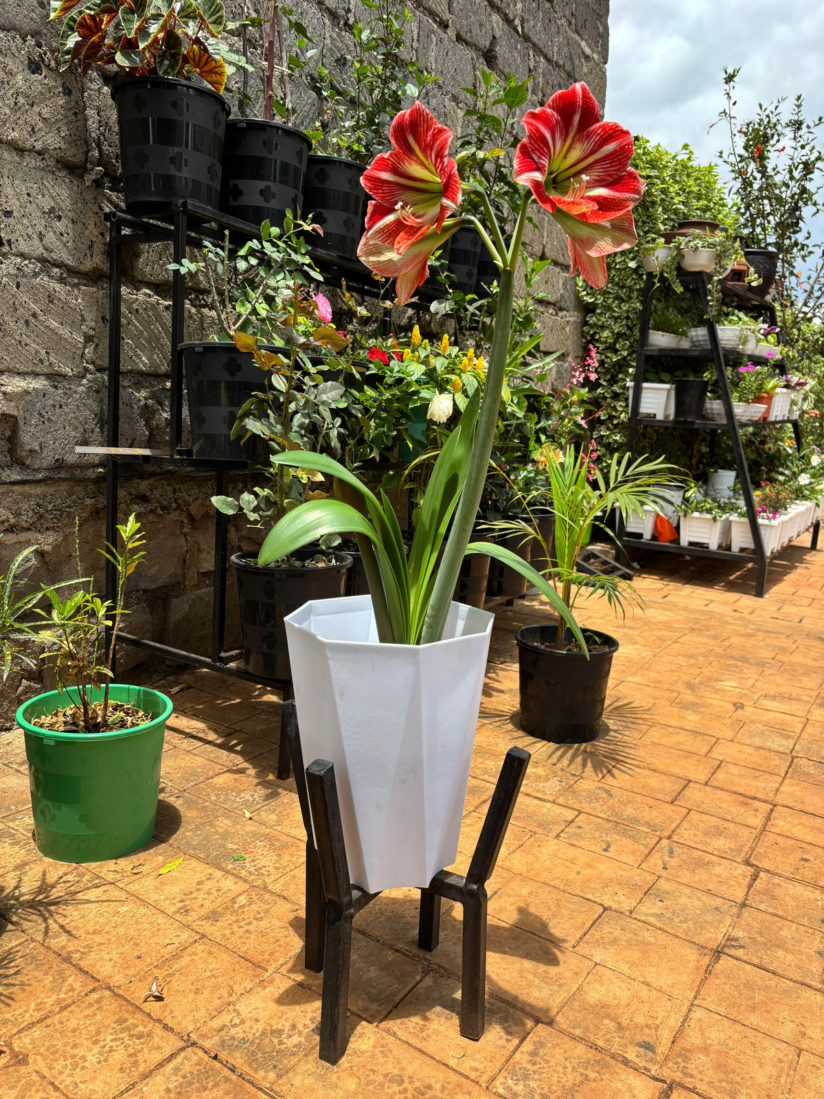 Full Amaryllis plant with white planter and black metallic stand