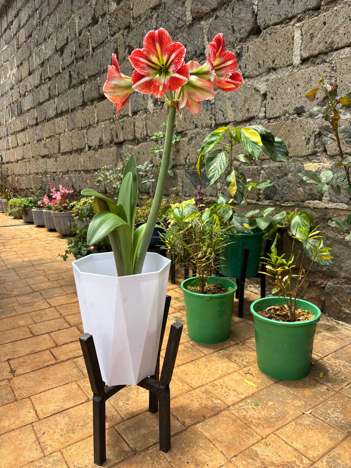 Red-and-white Amaryllis in a white planter on a black metallic stand at Jowaki Gardens