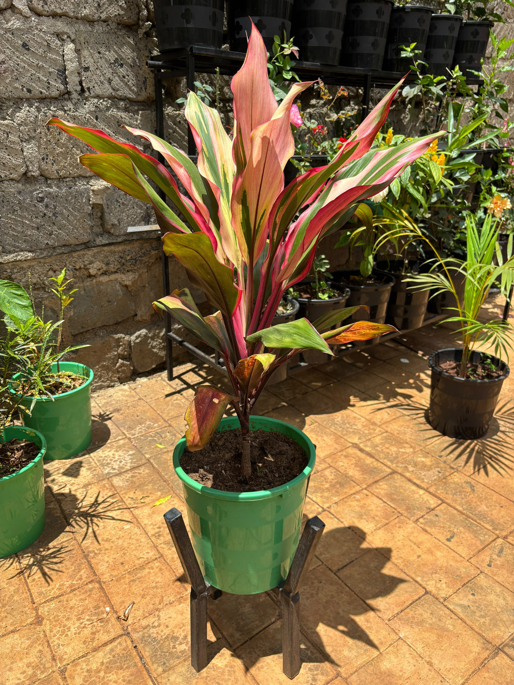 Ti Plant with upright pink and green foliage