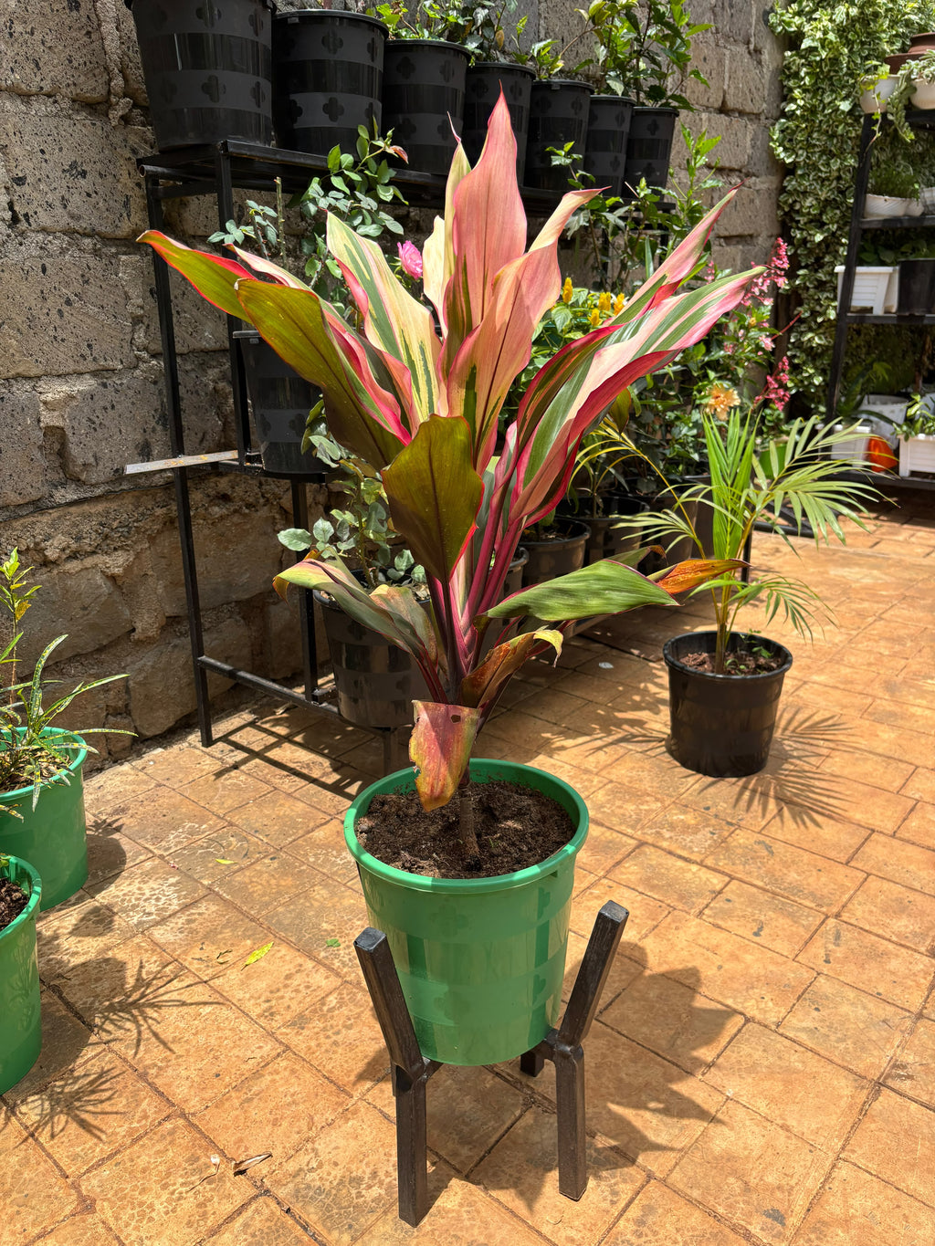 Variegated Cordyline fruticosa nursery photograph