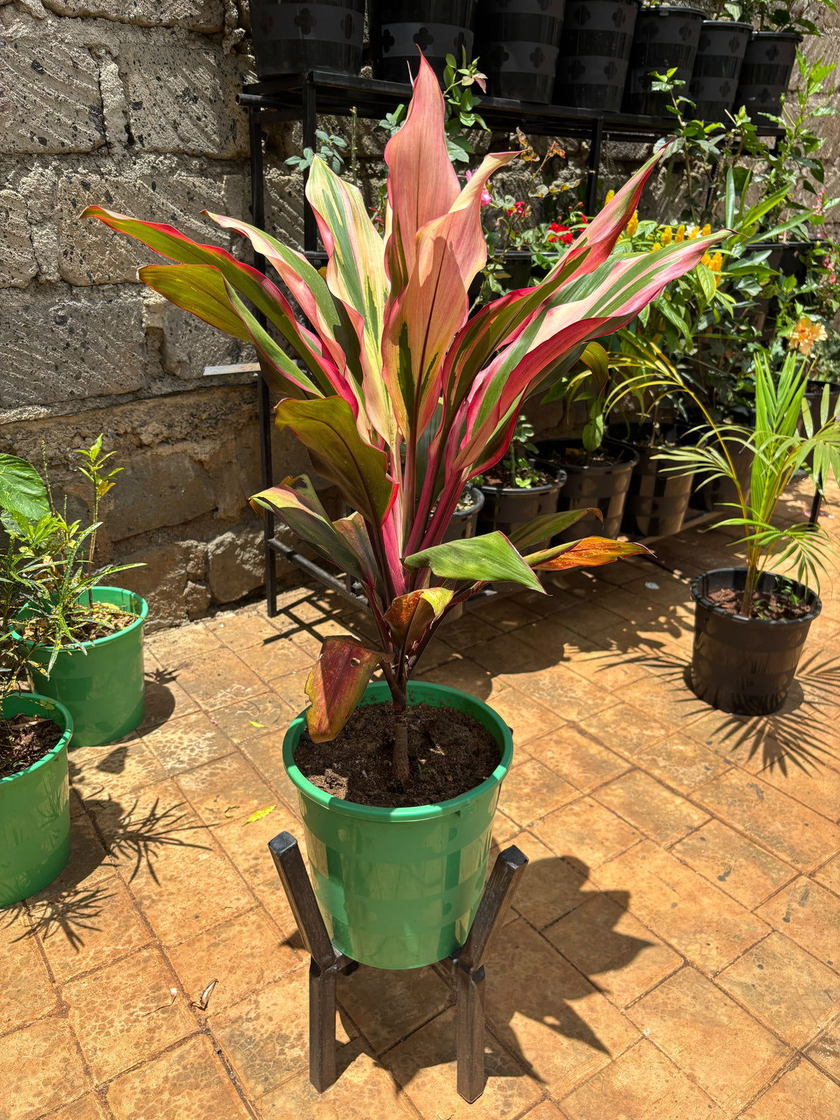 Ti Plant in a green pot on a display stand