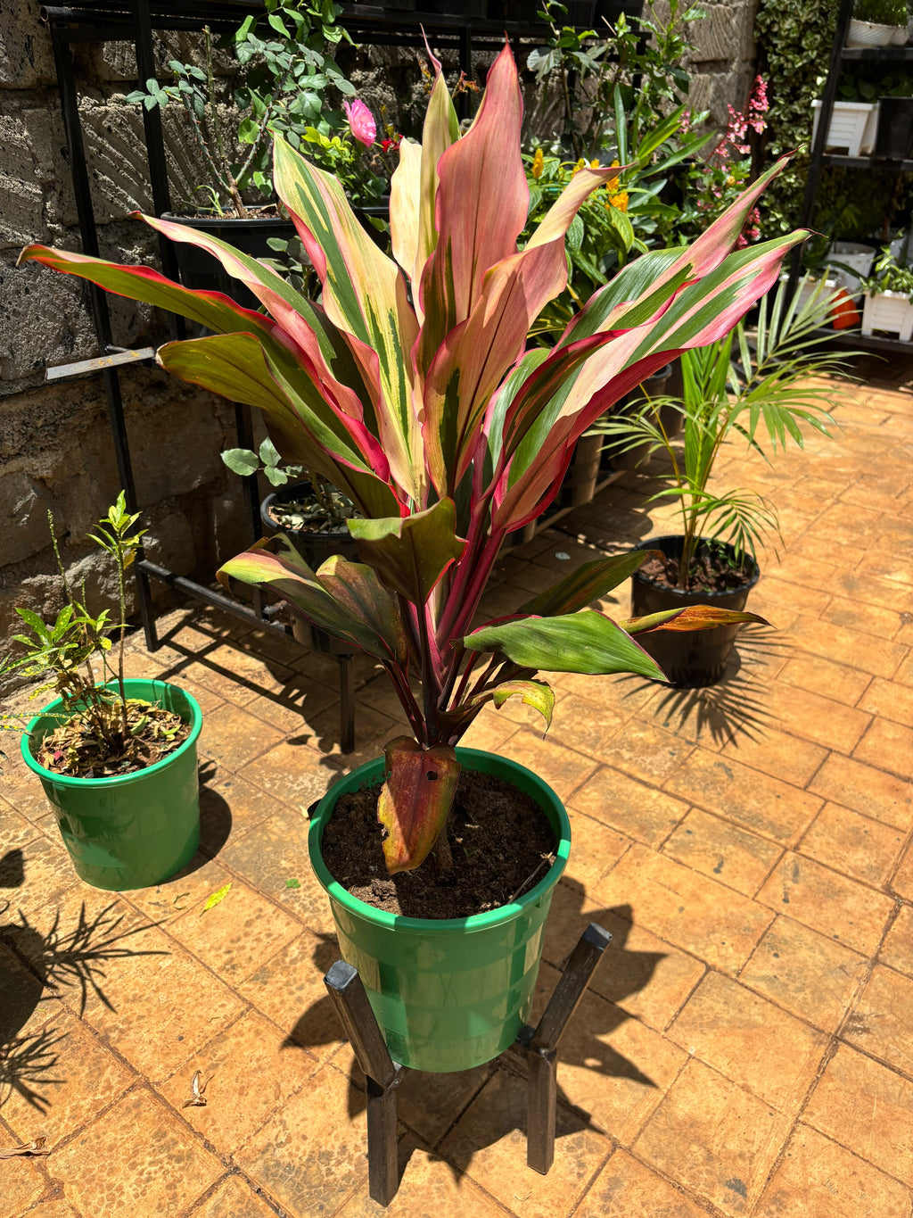 Colourful Ti Plant foliage