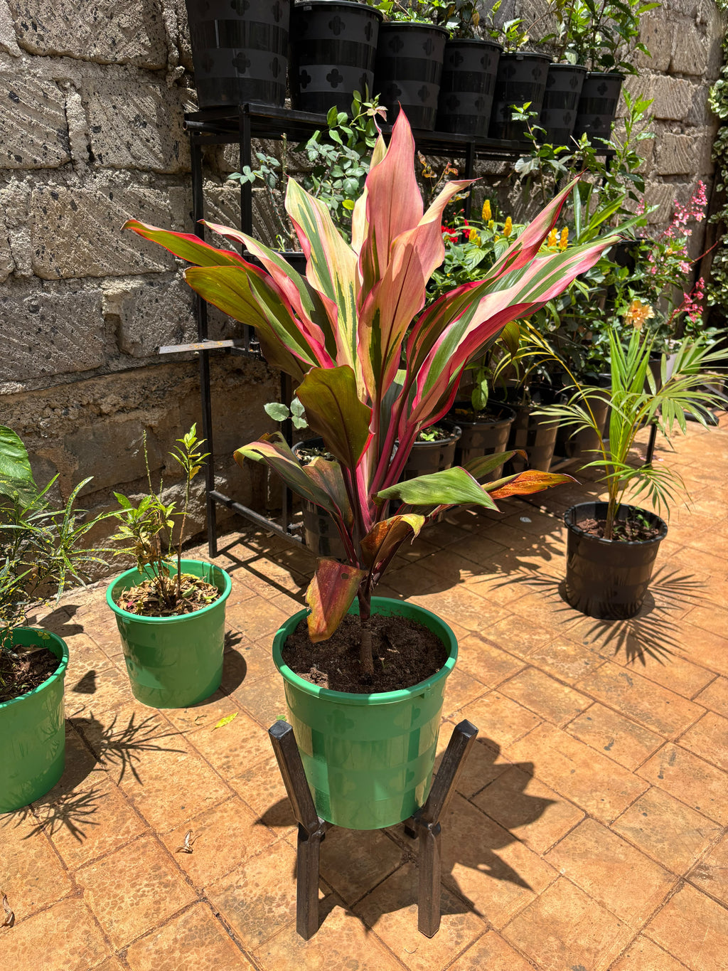 Cordyline fruticosa at Jowaki Gardens nursery
