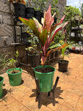 Ti Plant with pink, cream and green leaves in a green pot