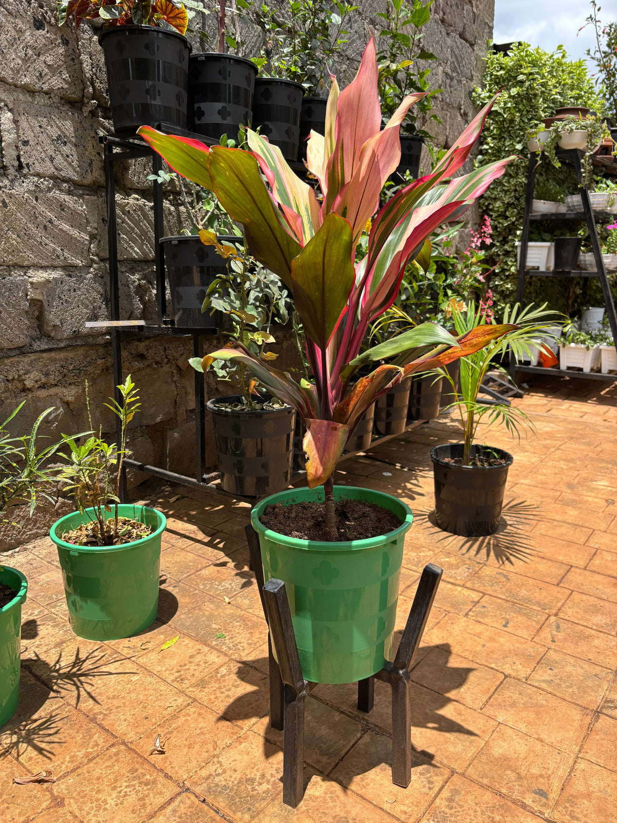 Ti Plant with pink, cream and green leaves in a green pot