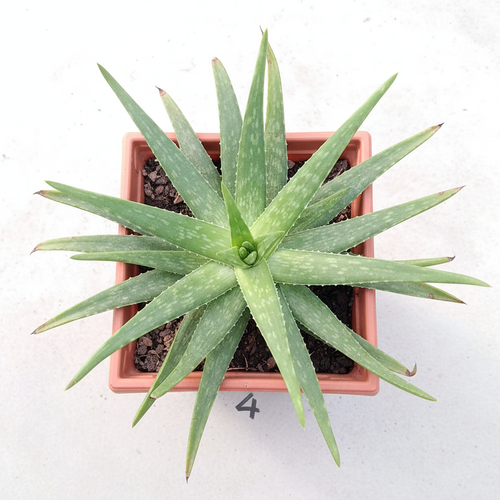 Aloe Vera in Square Planter - Top Down