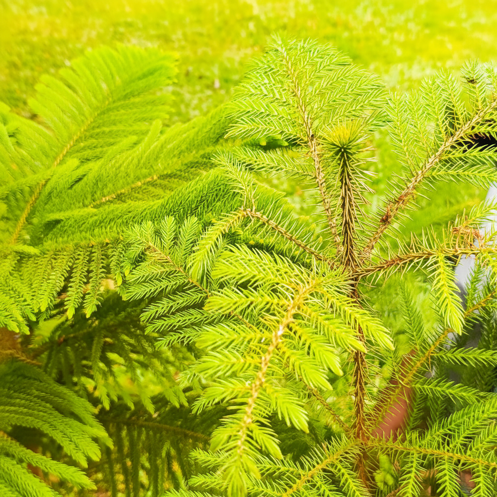 Close-up branch detail