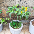 Golden Shrimp Plant in concrete planter against stone wall – AI generated