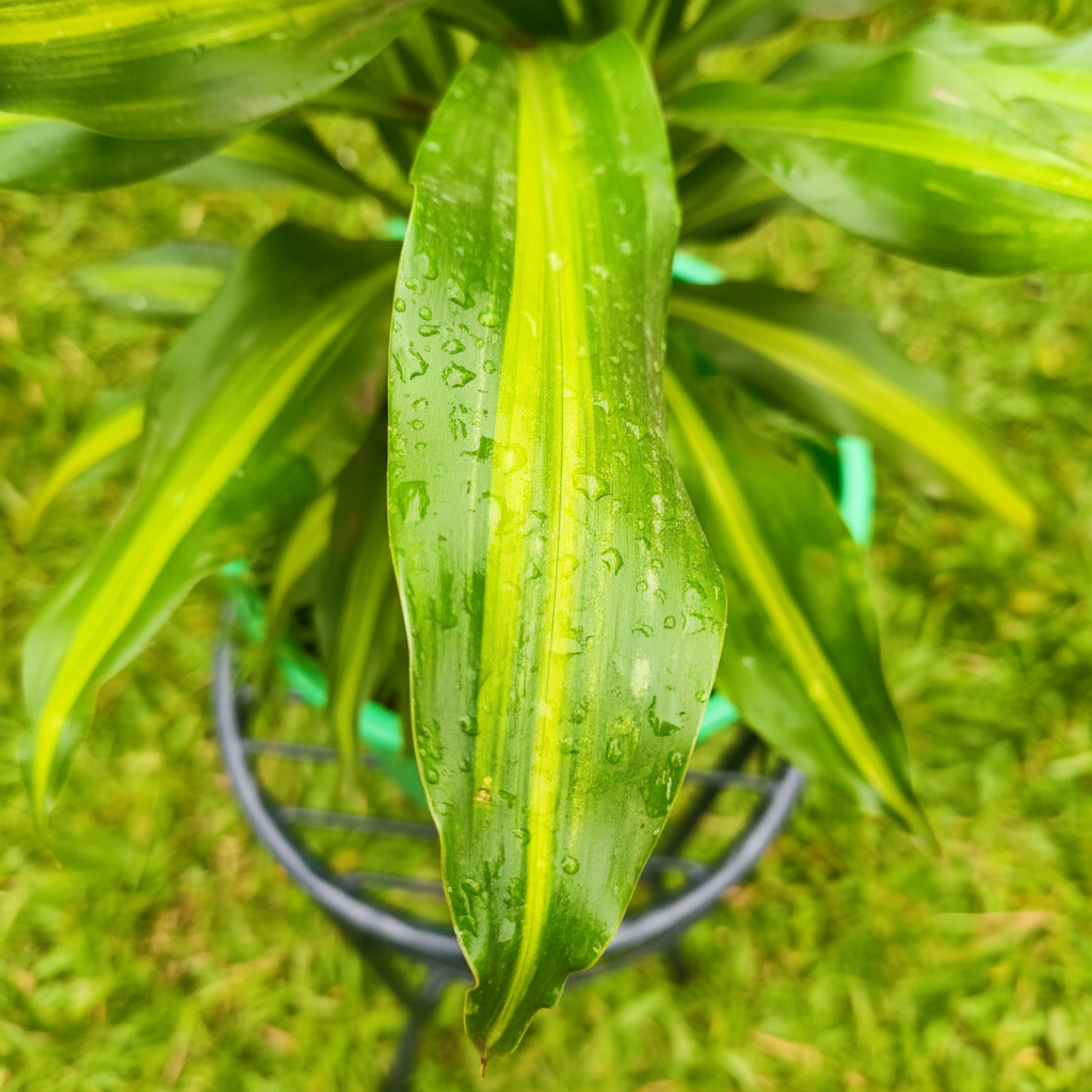 Close-up Dracaena Massangeana leaf yellow-green stripe – AI generated