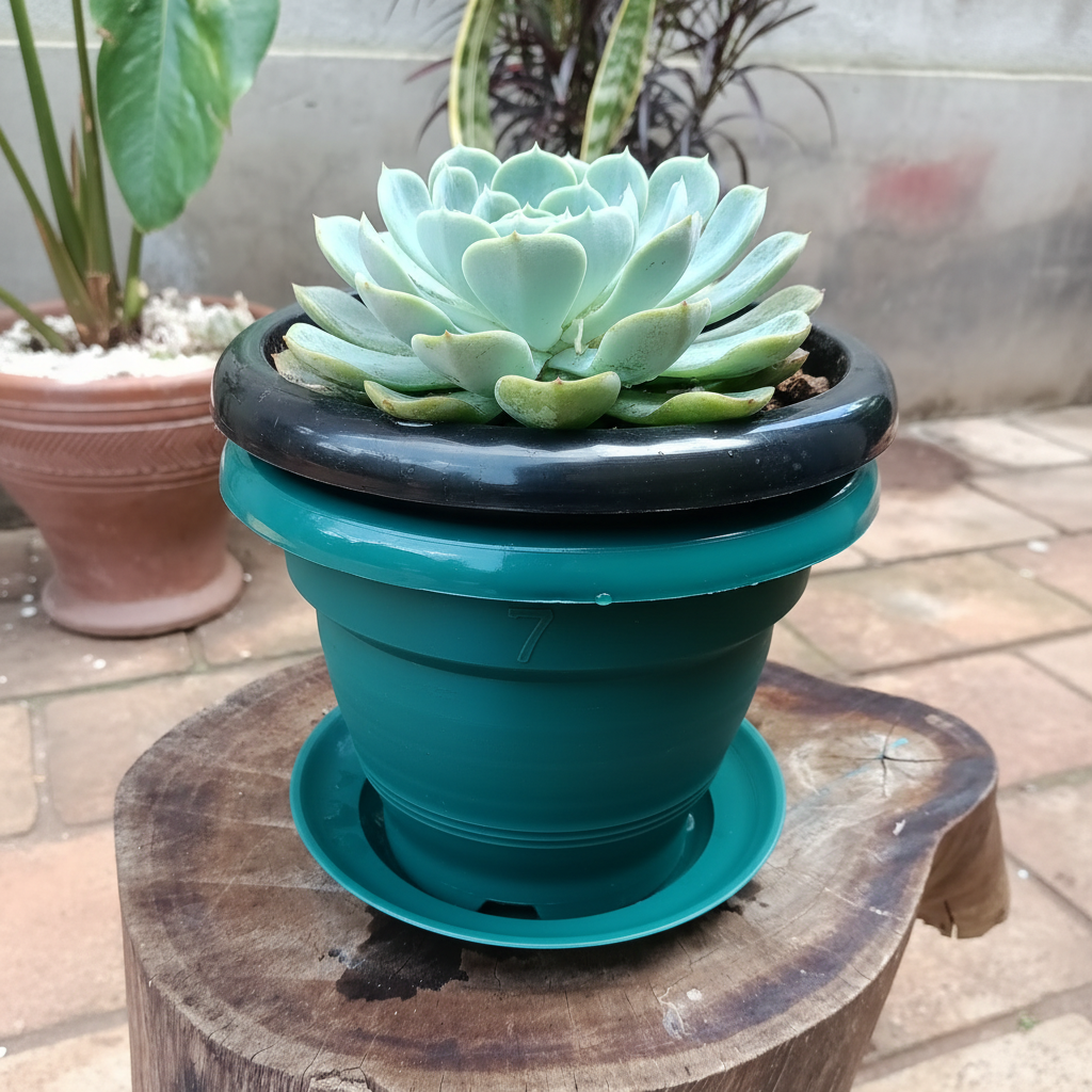 Echeveria Canadian in teal planter No. 7 on wooden stump