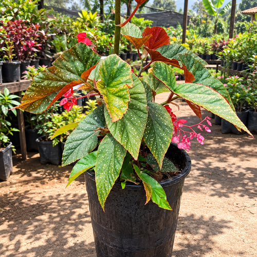 Illustrative: Angel Wing Begonia on nursery patio