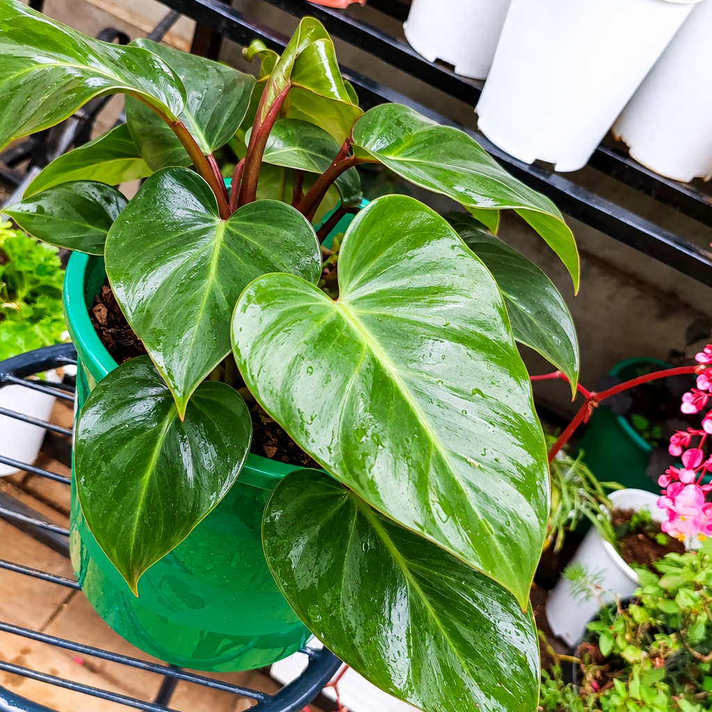 Illustrative: lush Philodendron leaves