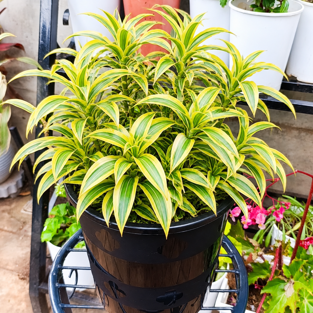 Illustrative: full pot of Song of India
