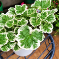 Illustrative: fuller Variegated Geranium