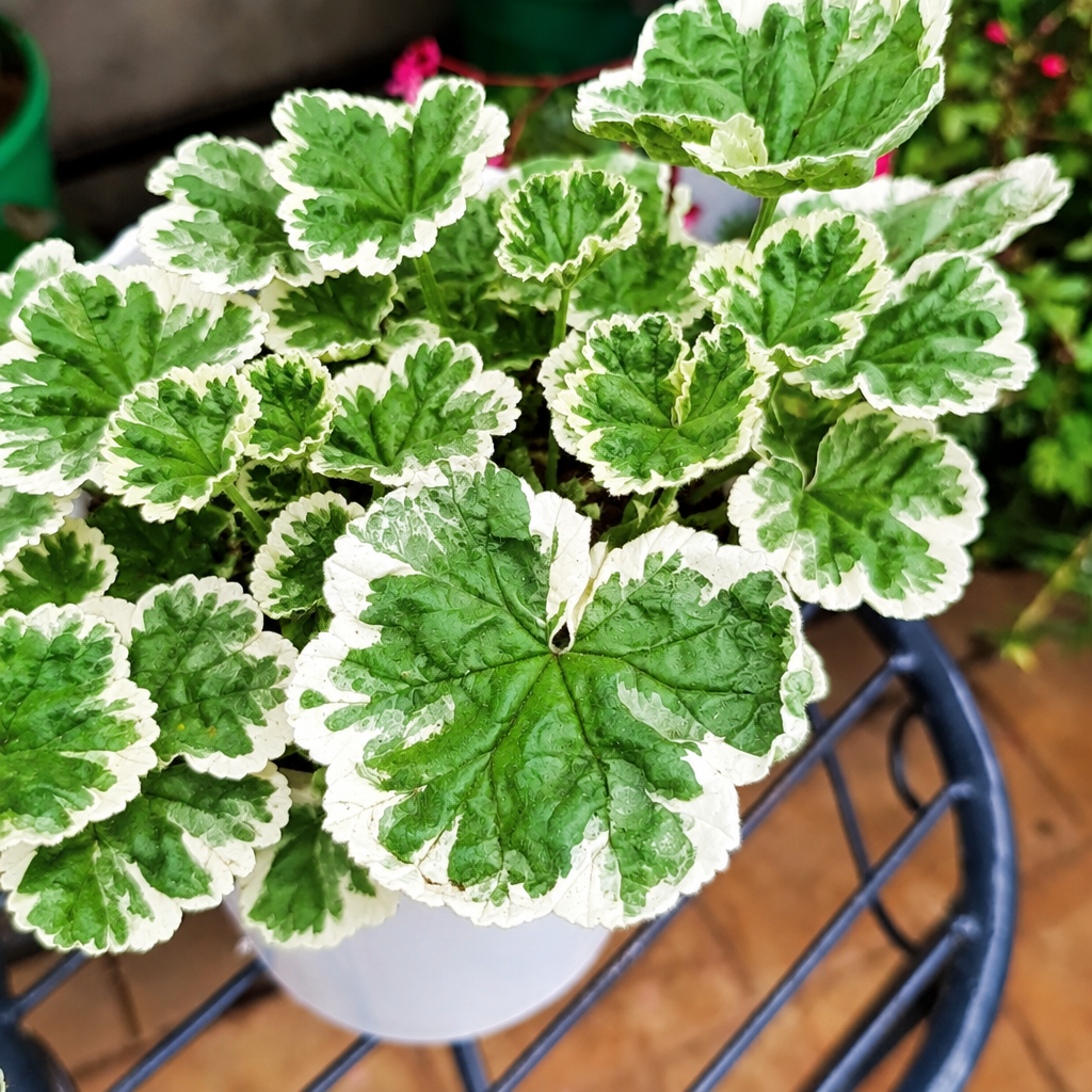 Illustrative: fuller Variegated Geranium