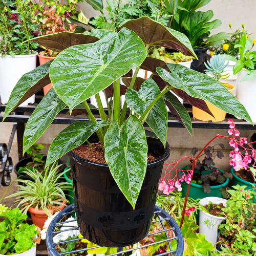 Illustrative: fuller Alocasia wentii