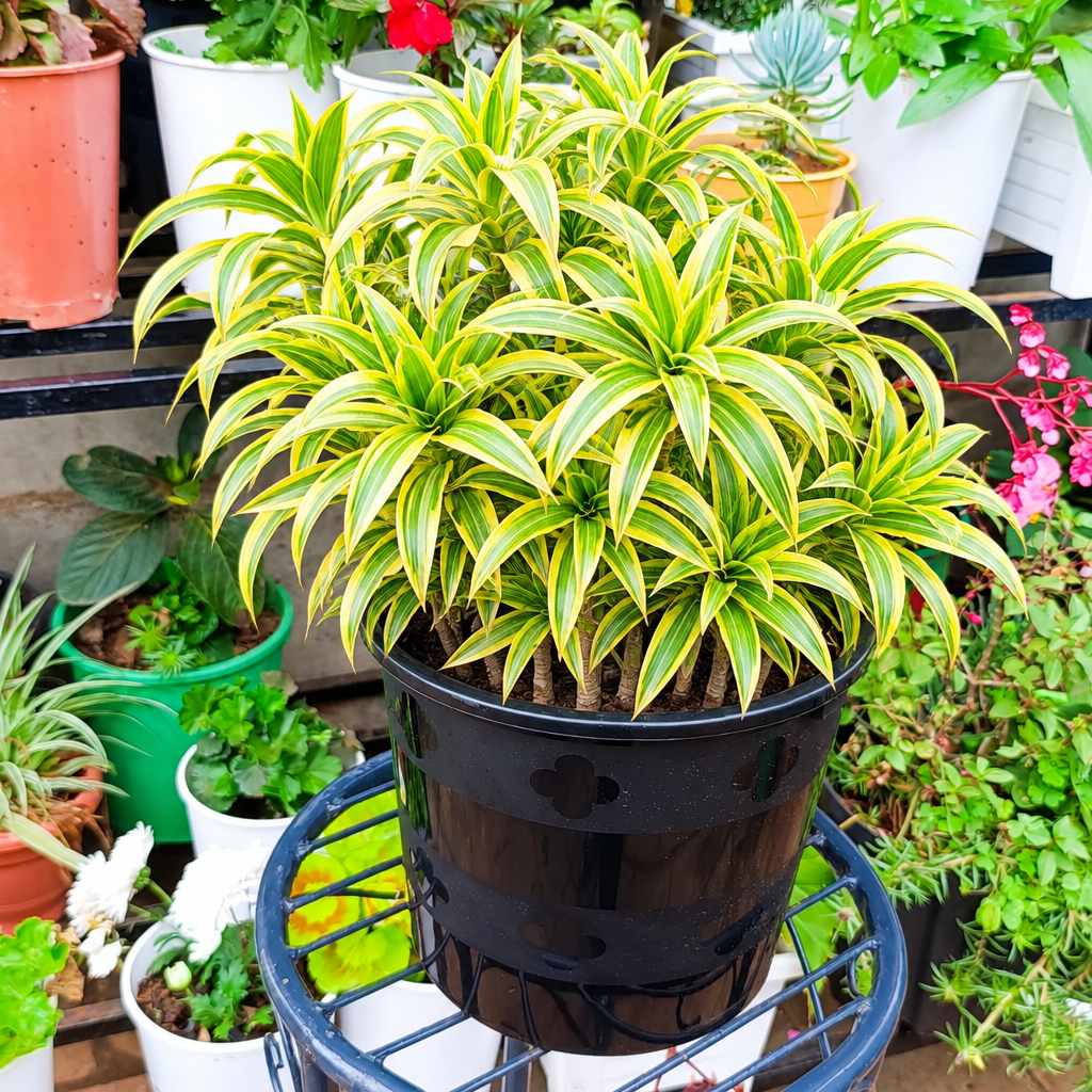 Illustrative: bushy Dracaena reflexa