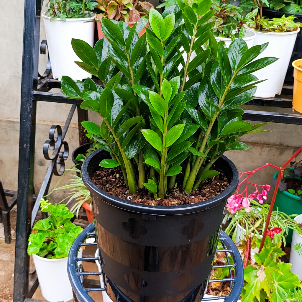 Illustrative: bushy ZZ plant in black pot