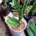 ZZ Plant in nursery pot with lush dark green glossy leaves