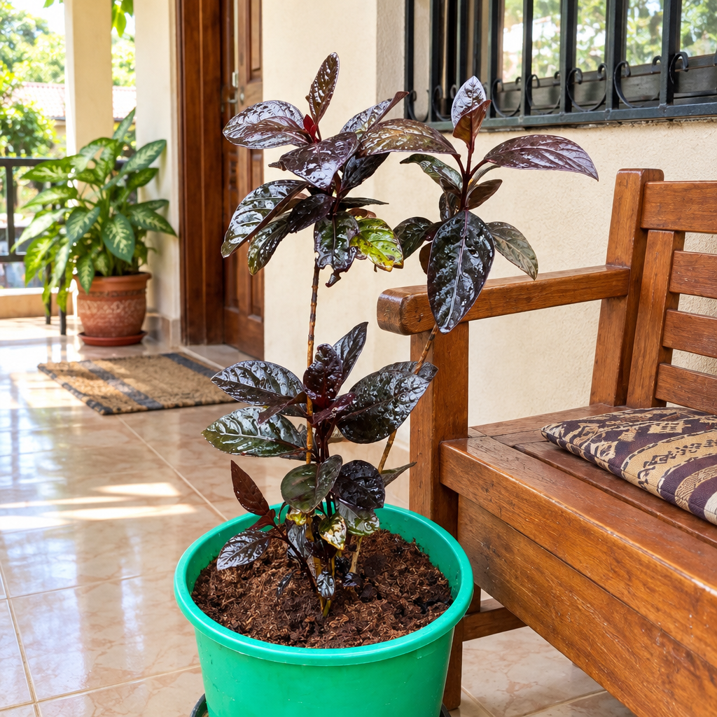 Illustrative: Pseuderanthemum on a veranda