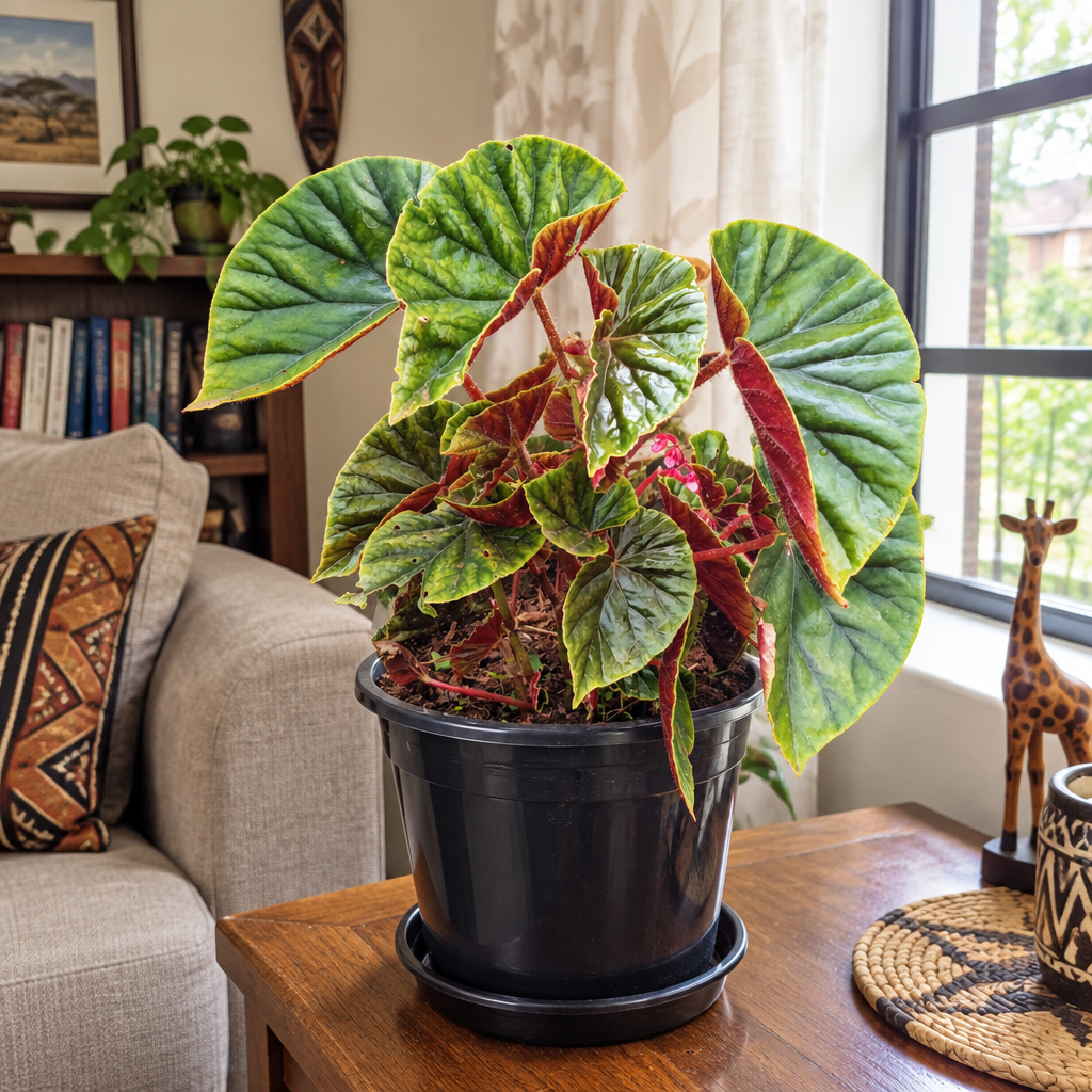 Illustrative: Thurston's Begonia by a window