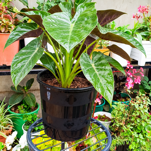 Illustrative: lush Hardy Elephant Ear
