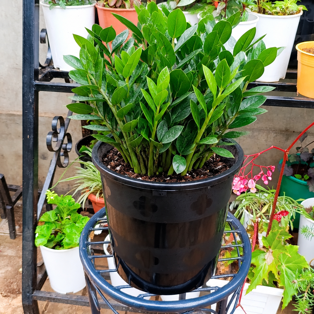 Illustrative: filled-out ZZ plant pot
