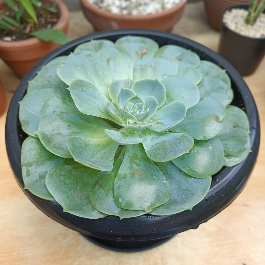 Echeveria Canadian close-up top view with water droplets