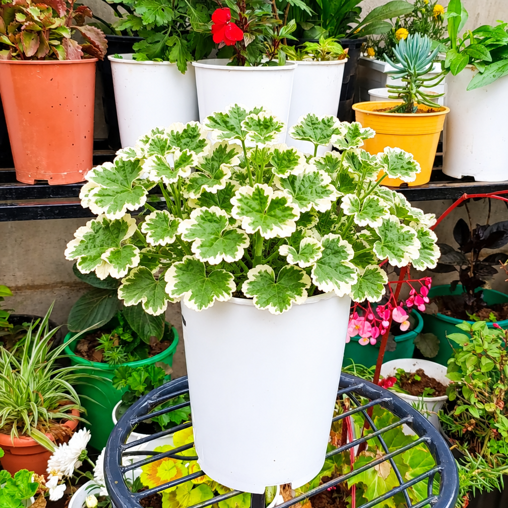 Illustrative: bushy variegated Pelargonium