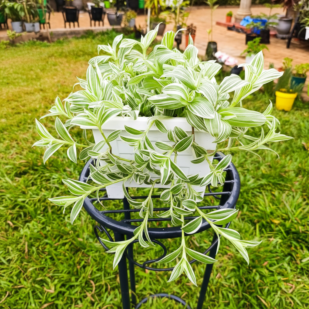 Tradescantia Pistachio White in white planter on stand – AI generated