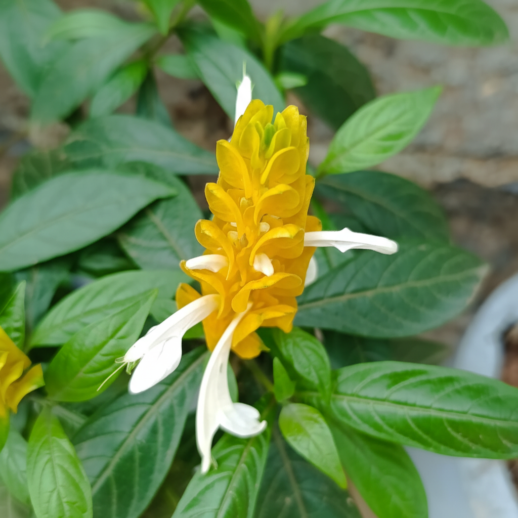 Close-up Pachystachys lutea golden bracts and white flowers – AI generated