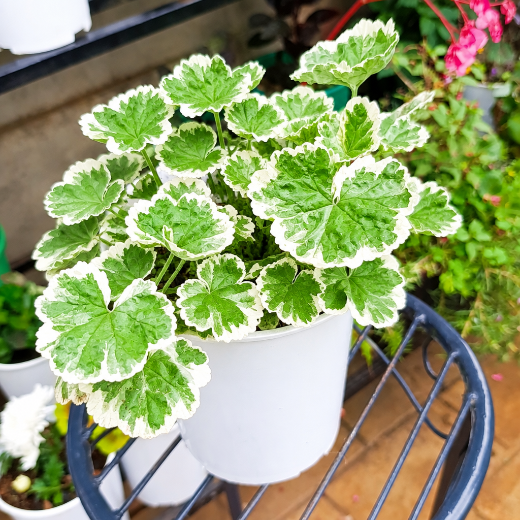 Illustrative: healthy Variegated Geranium in white pot