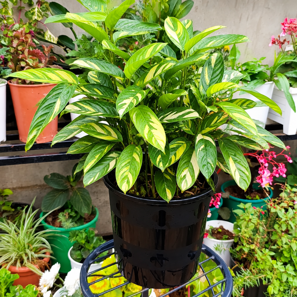 Illustrative: full pot of Ctenanthe Golden Mosaic