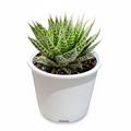 Aloe Aristata lace aloe succulent in white Kenpoly Planter No. 7
