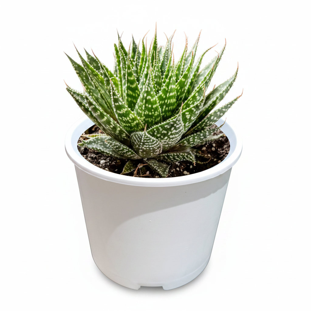 Aloe Aristata lace aloe succulent in white Kenpoly Planter No. 7